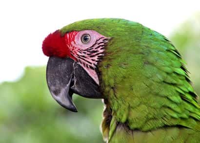 鳥類図鑑・ヒワコンゴウインコ